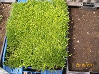 /album/proceso/a100-1686-copiar-jpg/